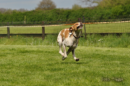 Jederhundrennen / Bild 77 von 143 / 01.05.2015 15:13 / DSC_2086.JPG