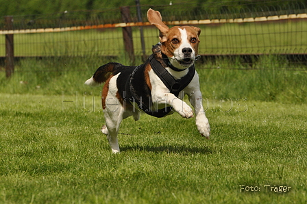 Jederhundrennen / Bild 82 von 143 / 01.05.2015 15:15 / DSC_2114.JPG