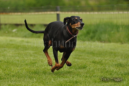 Jederhundrennen / Bild 85 von 143 / 01.05.2015 15:16 / DSC_2128.JPG