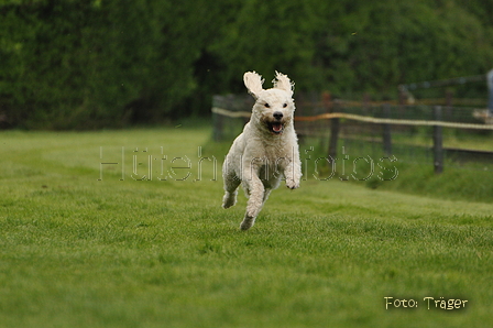 Jederhundrennen / Bild 87 von 143 / 01.05.2015 15:18 / DSC_2141.JPG