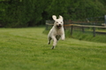 Jederhundrennen / Bild 87 von 143 / 01.05.2015 15:18 / DSC_2141.JPG