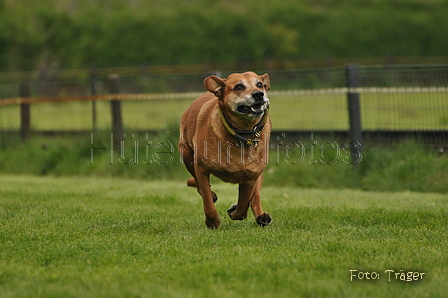 Jederhundrennen / Bild 88 von 143 / 01.05.2015 15:19 / DSC_2152.JPG