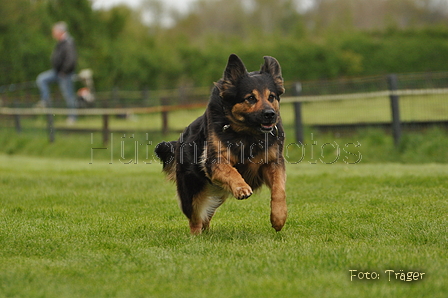 Jederhundrennen / Bild 89 von 143 / 01.05.2015 15:20 / DSC_2161.JPG