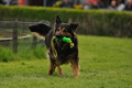 Jederhundrennen / Bild 91 von 143 / 01.05.2015 15:20 / DSC_2164.JPG