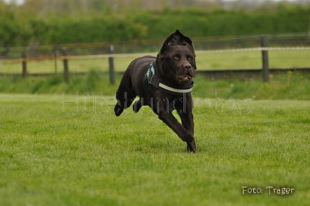 Jederhundrennen / Bild 94 von 143 / 01.05.2015 15:21 / DSC_2174.JPG