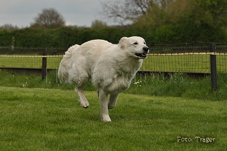 Jederhundrennen / Bild 100 von 143 / 01.05.2015 15:23 / DSC_2186.JPG