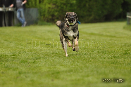 Jederhundrennen / Bild 102 von 143 / 01.05.2015 15:24 / DSC_2188.JPG