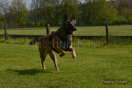 Jederhundrennen / Bild 61 von 488 / 01.05.2016 11:15 / DSC_8286.JPG