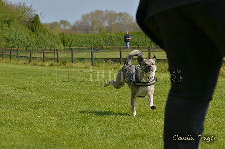 Jederhundrennen / Bild 62 von 488 / 01.05.2016 11:16 / DSC_8292.JPG