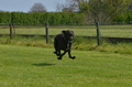 Jederhundrennen / Bild 63 von 488 / 01.05.2016 11:17 / DSC_8306.JPG