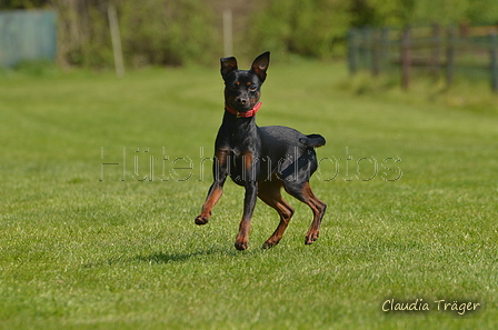 Jederhundrennen / Bild 76 von 488 / 01.05.2016 11:23 / DSC_8373.JPG