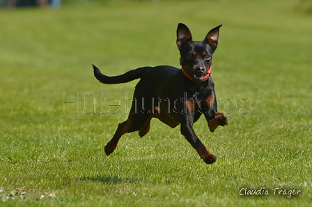 Jederhundrennen / Bild 78 von 488 / 01.05.2016 11:23 / DSC_8379.JPG