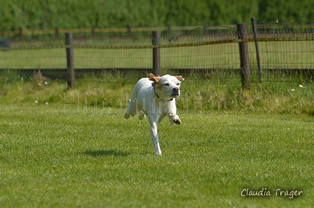 Jederhundrennen / Bild 79 von 488 / 01.05.2016 11:24 / DSC_8386.JPG