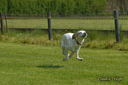 Jederhundrennen / Bild 80 von 488 / 01.05.2016 11:24 / DSC_8387.JPG