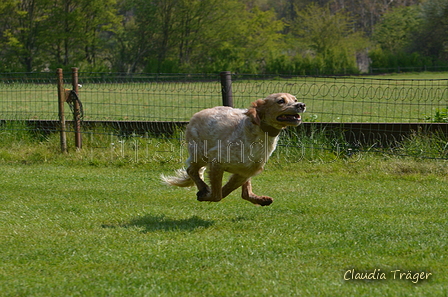 Jederhundrennen / Bild 86 von 488 / 01.05.2016 11:26 / DSC_8416.JPG