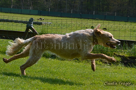 Jederhundrennen / Bild 87 von 488 / 01.05.2016 11:26 / DSC_8418.JPG