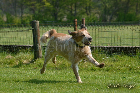 Jederhundrennen / Bild 90 von 488 / 01.05.2016 11:27 / DSC_8433.JPG