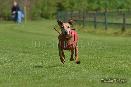 Jederhundrennen / Bild 97 von 488 / 01.05.2016 11:30 / DSC_8468.JPG