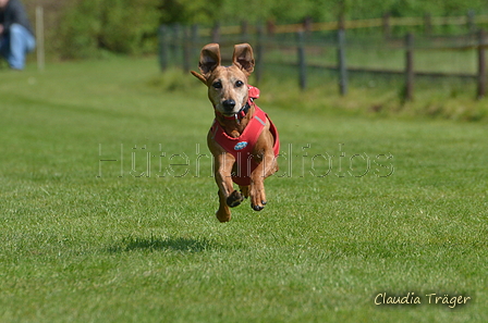 Jederhundrennen / Bild 98 von 488 / 01.05.2016 11:30 / DSC_8469.JPG