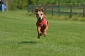 Jederhundrennen / Bild 98 von 488 / 01.05.2016 11:30 / DSC_8469.JPG