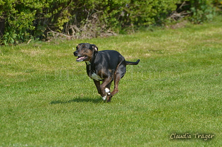 Jederhundrennen / Bild 103 von 488 / 01.05.2016 11:36 / DSC_8493.JPG