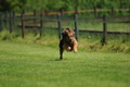 Jederhundrennen / Bild 112 von 488 / 01.05.2016 11:40 / DSC_9043.JPG