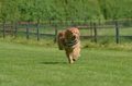 Jederhundrennen / Bild 114 von 488 / 01.05.2016 11:43 / DSC_8526.JPG