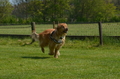 Jederhundrennen / Bild 116 von 488 / 01.05.2016 11:43 / DSC_8532.JPG