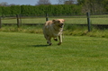 Jederhundrennen / Bild 118 von 488 / 01.05.2016 11:44 / DSC_8539.JPG