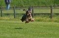 Jederhundrennen / Bild 119 von 488 / 01.05.2016 11:45 / DSC_8548.JPG