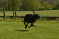 Jederhundrennen / Bild 130 von 488 / 01.05.2016 11:50 / DSC_8631.JPG