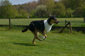 Jederhundrennen / Bild 150 von 488 / 01.05.2016 11:59 / DSC_8737.JPG