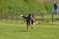 Jederhundrennen / Bild 156 von 488 / 01.05.2016 12:00 / DSC_8758.JPG