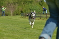 Jederhundrennen / Bild 157 von 488 / 01.05.2016 12:02 / DSC_8762.JPG