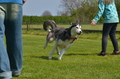 Jederhundrennen / Bild 158 von 488 / 01.05.2016 12:02 / DSC_8765.JPG