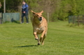 Jederhundrennen / Bild 159 von 488 / 01.05.2016 12:03 / DSC_8775.JPG