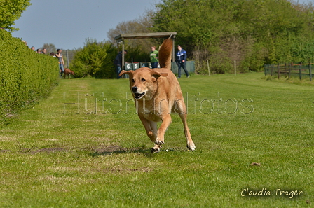 Jederhundrennen / Bild 160 von 488 / 01.05.2016 12:03 / DSC_8778.JPG