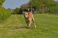 Jederhundrennen / Bild 160 von 488 / 01.05.2016 12:03 / DSC_8778.JPG