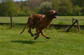 Jederhundrennen / Bild 164 von 488 / 01.05.2016 12:04 / DSC_8791.JPG