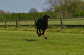 Jederhundrennen / Bild 170 von 488 / 01.05.2016 12:06 / DSC_8822.JPG