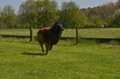 Jederhundrennen / Bild 172 von 488 / 01.05.2016 12:07 / DSC_8837.JPG