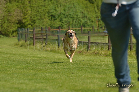 Jederhundrennen / Bild 174 von 488 / 01.05.2016 12:07 / DSC_8842.JPG