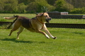 Jederhundrennen / Bild 175 von 488 / 01.05.2016 12:07 / DSC_8847.JPG