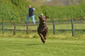 Jederhundrennen / Bild 177 von 488 / 01.05.2016 12:08 / DSC_8850.JPG