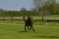 Jederhundrennen / Bild 180 von 488 / 01.05.2016 12:08 / DSC_8855.JPG