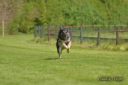 Jederhundrennen / Bild 183 von 488 / 01.05.2016 12:10 / DSC_8887.JPG