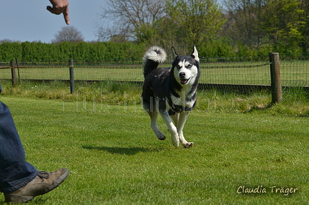 Jederhundrennen / Bild 188 von 488 / 01.05.2016 12:11 / DSC_8906.JPG