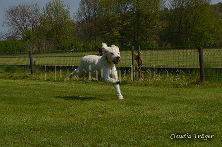 Jederhundrennen / Bild 192 von 488 / 01.05.2016 12:12 / DSC_8931.JPG