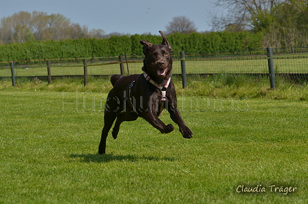 Jederhundrennen / Bild 195 von 488 / 01.05.2016 12:13 / DSC_8960.JPG