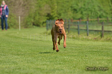 Jederhundrennen / Bild 198 von 488 / 01.05.2016 12:14 / DSC_8968.JPG